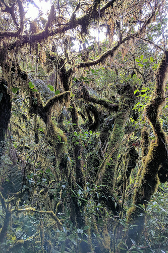 landscape mist mountain mossy forest tree wood outdoor pulag travel philippines google pixel xl people
