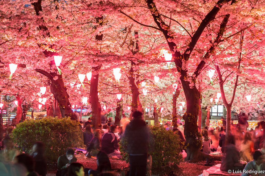 Hanami nocturno bajo los cerezos en flor en Nagoya