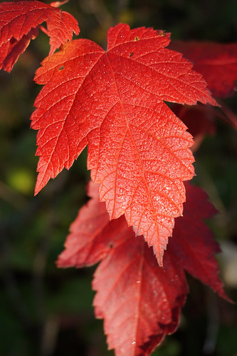 Fall Color | by WisconsinGuy