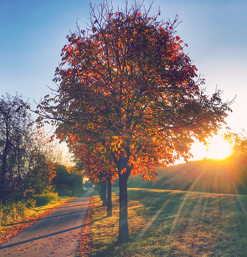 autumn sun sunrise tree leafs sky morning nature austria europe colorful color beautiful light rays sunrays