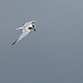 Flickr photo 'Forster's Tern (Sterna forsteri)' by: Mary Keim.