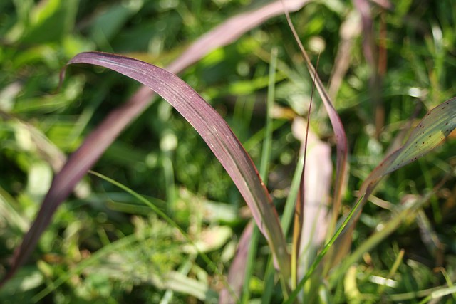 green and purple grass