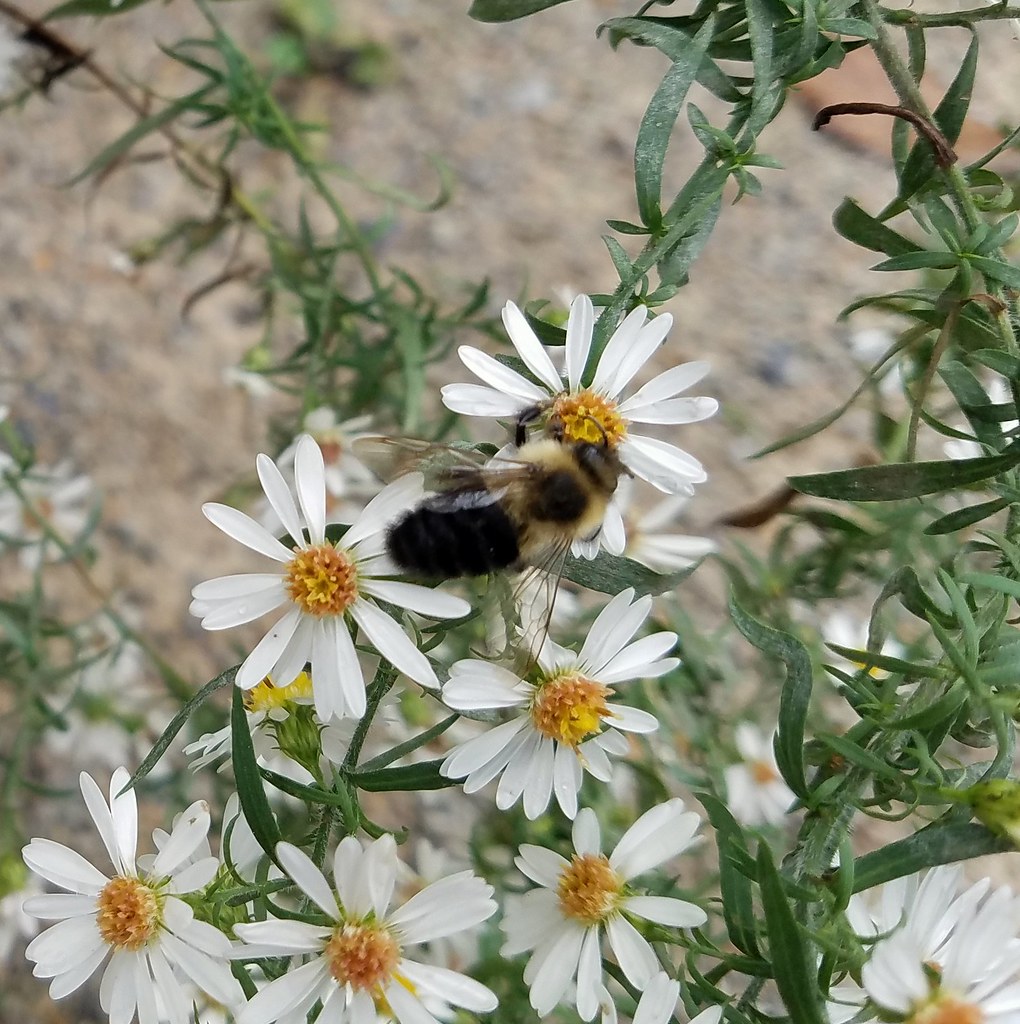 Bee West Virginia Botanic Garden Adam Lewis Flickr