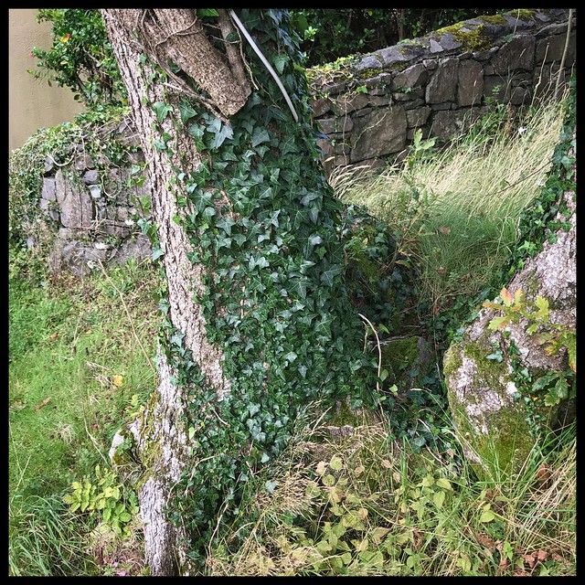 Ivy and Stacked Stone, Connemara