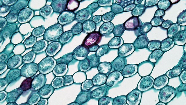 Perennial Monocot Stem: Cortical Oil Cells in Acorus Rhizome