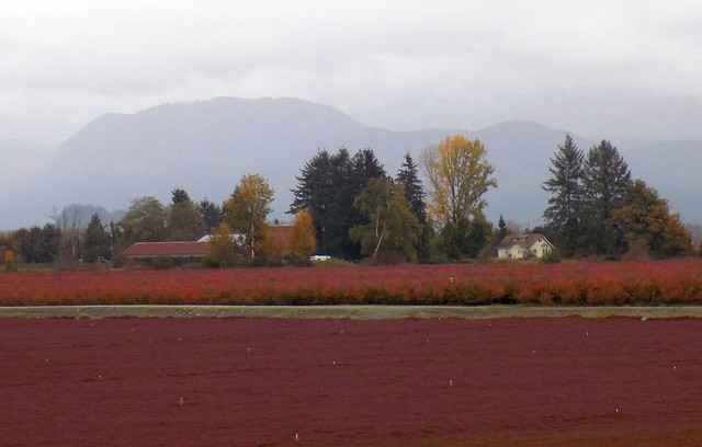 BC Cranberry Harvest Pitt17j06