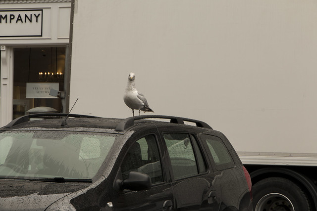 Seagull on a Car