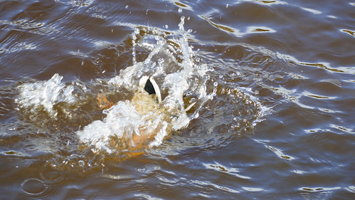 Diving duck (mallard drake, Bridgnorth)