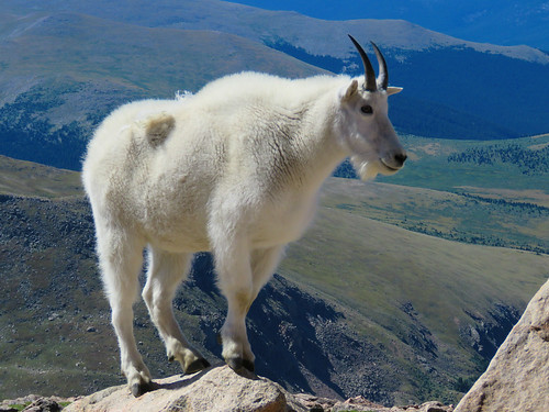 wildlife rockymountaingoat rura colorado mountains mtevansroad