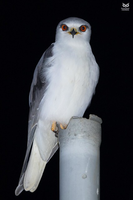 Peneireiro-cinzento, Black-winged Kite( Elanus caeruleus)