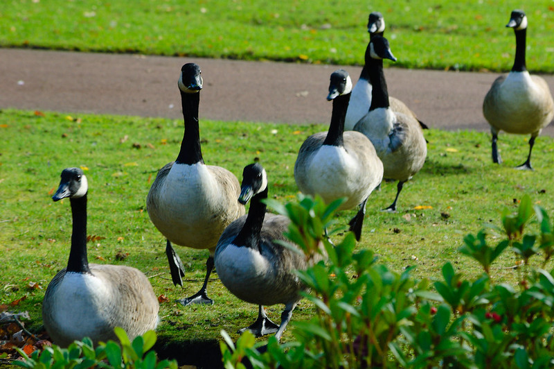 Canada geese on the march