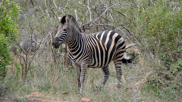 Kruger National Park - Zebra