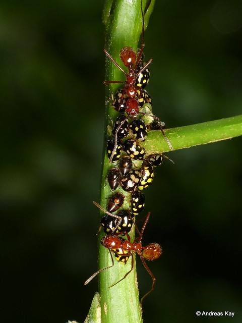 Tiny treehoppers, Stilbophora luteimaculata & tending ants, Ectatomma sp.