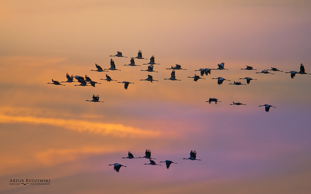 Cranes migration