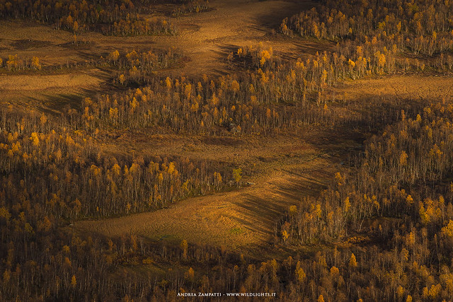 Autumn colours in Sarek National Park