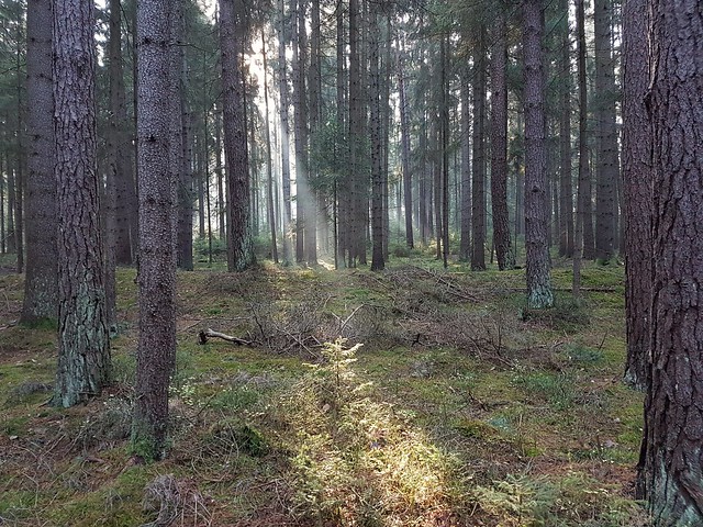 Waldspot. Forest spot.