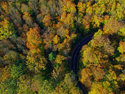 dji spark public foliage street aerial cc ccby forest autumn leaves trees drone