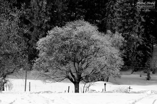 Silver Tree by Michal Hruby Photography, 