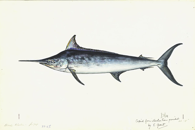 Schwarzer Marlin