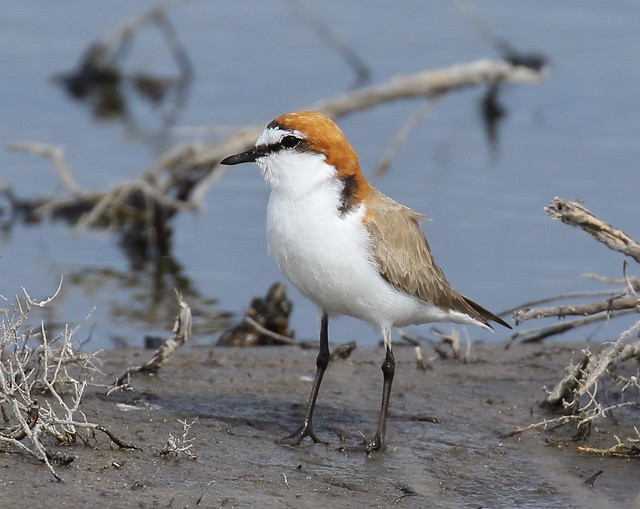Red-capped Plover  Charadrius ruficapillus