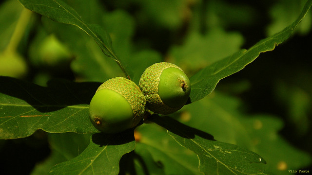 bellotas-acorns-Eichel