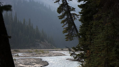 wilderness wild forest bosque rio river canada alberta 加拿大 カナダ