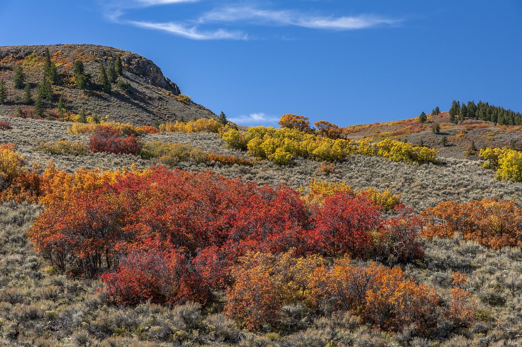 *Colorado @ autumn colors* | Bright autumn colors somewhere … | Flickr
