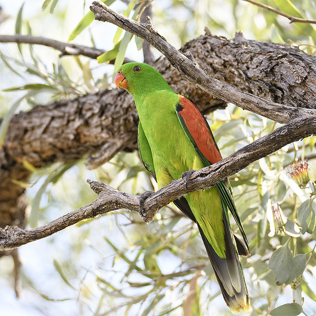 lagoon creek - red-winged parrot
