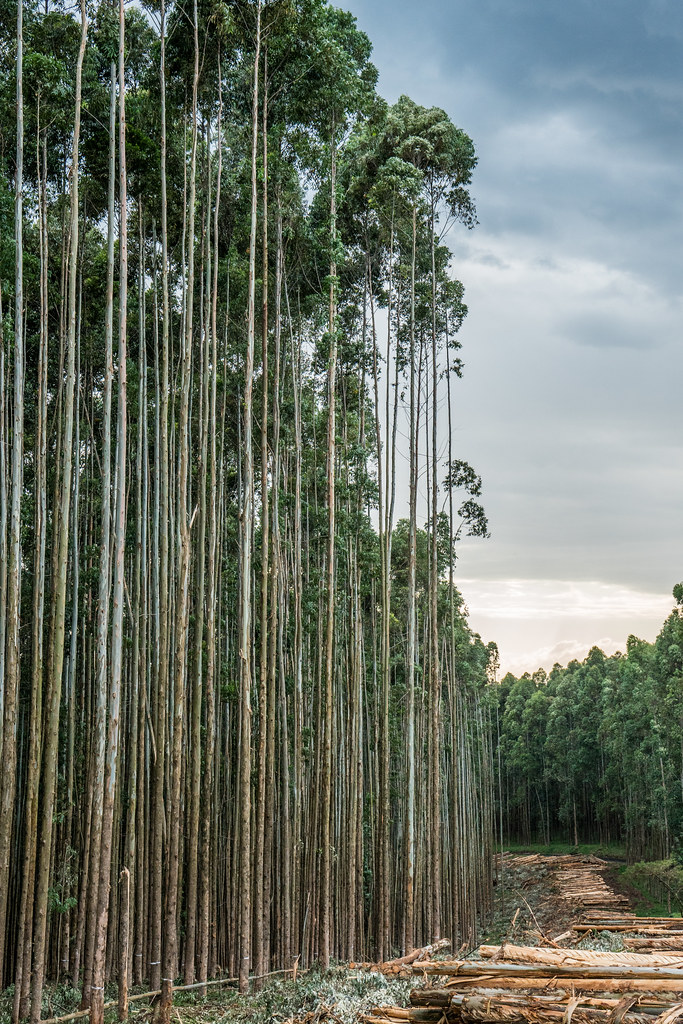 Eucalyptus tree cultivation. Photo by Patrick Shepherd/CIFOR cifor.org forestsnews.cifor.org If...