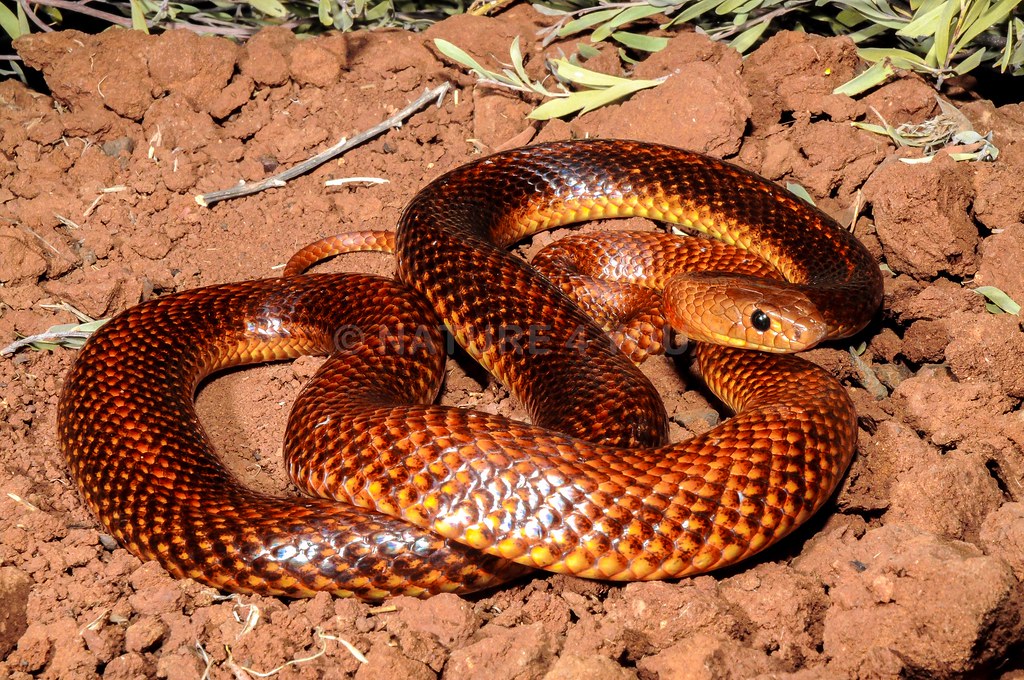 "Ingram's Brown Snake Pseudonaja ingrami" by Scott Eipper i
