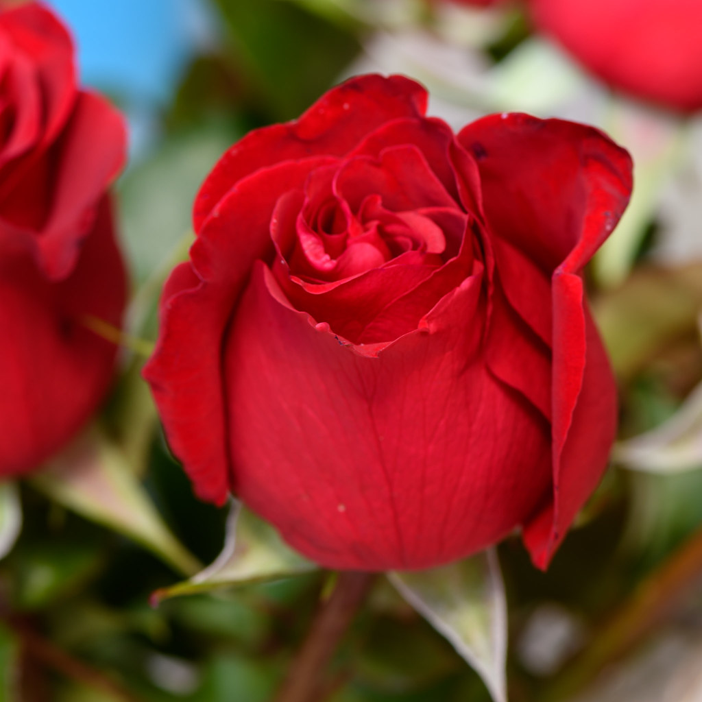 Got Red Roses Red Roses | A beautiful gift of love | Merrillie Redden | Flickr