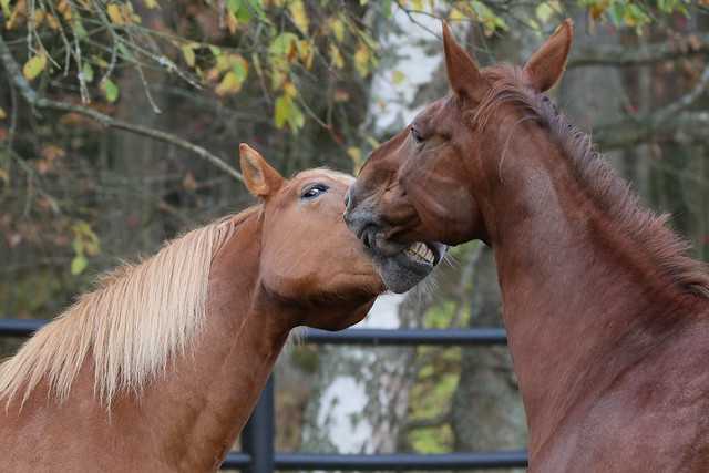 Horses biting