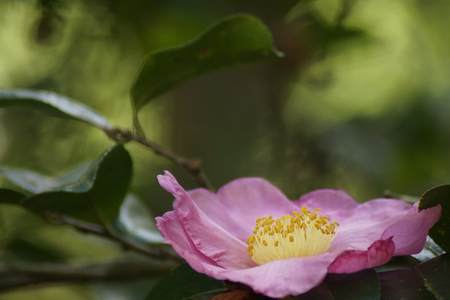 Camellia in Focus