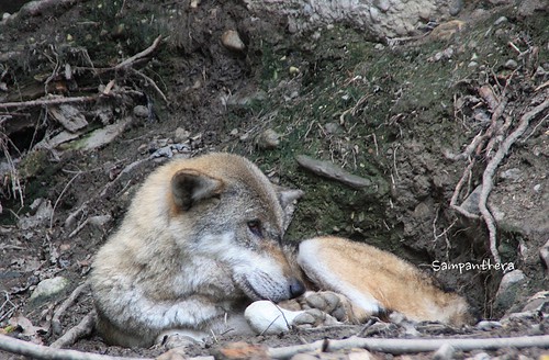 IMG_9295 | The old Wolves | sampanthera | Flickr