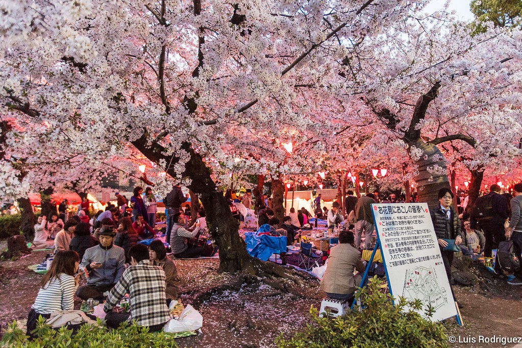 Cerezos en flor en el parque Tsuruma de Nagoya