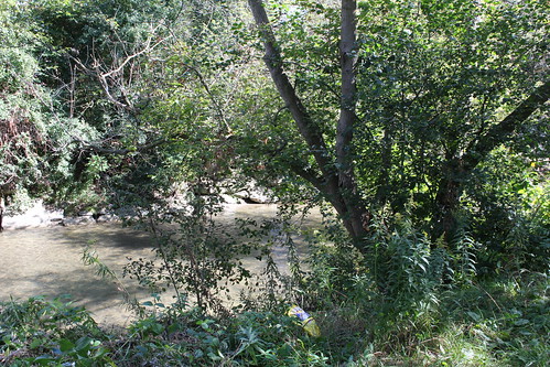 tree creek stream water scenery oshawa ontario canada can journey