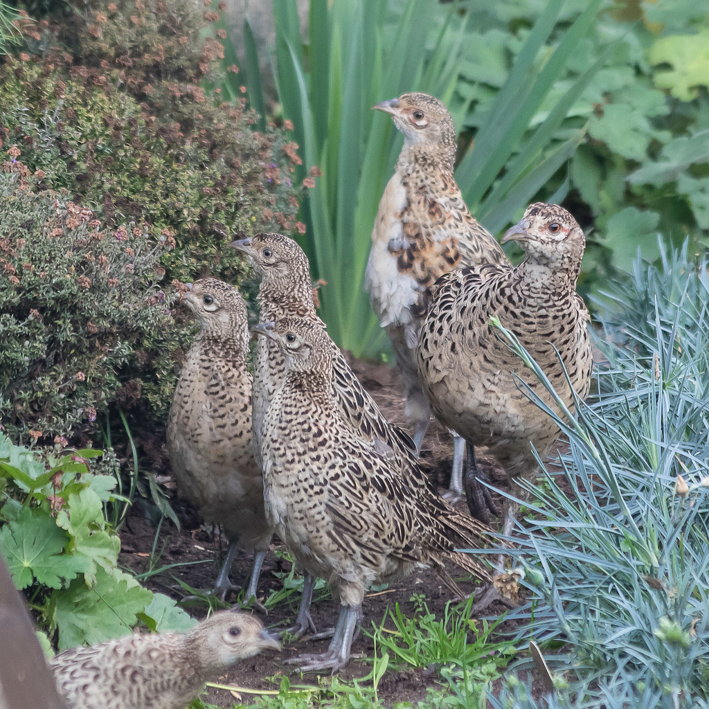 Young pheasants startled