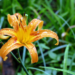 L1210500 Day lily