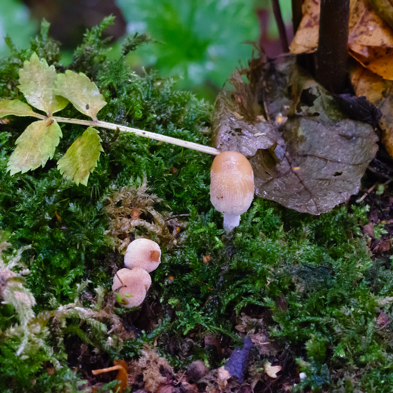 Glistening inkcaps on mossy stump, Himley Plantation