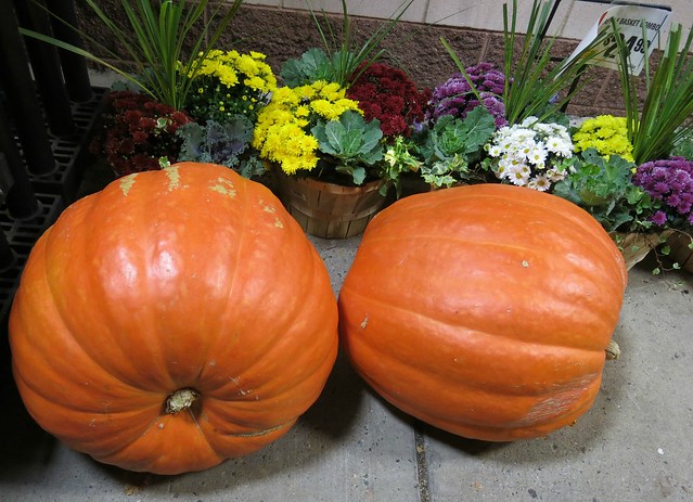 Tuesday Colours - Two XXtra Large Pumpkins