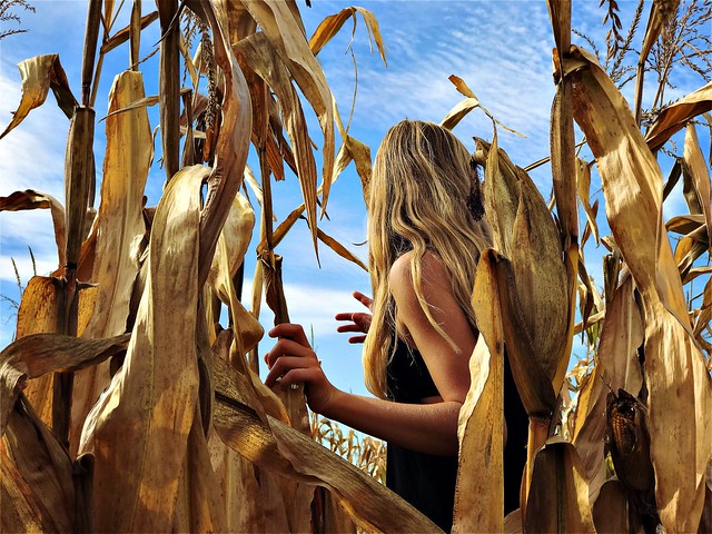 •in the cornfield•