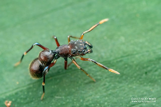 Ant-mimic jumping spider (Myrmarachne sp.) - ESC_0102