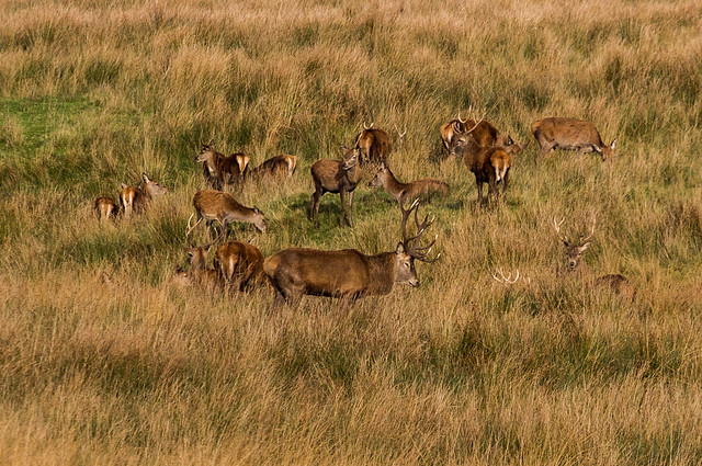 The Stag and Harem