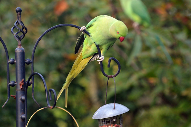 Ring necked Parakeet (2)