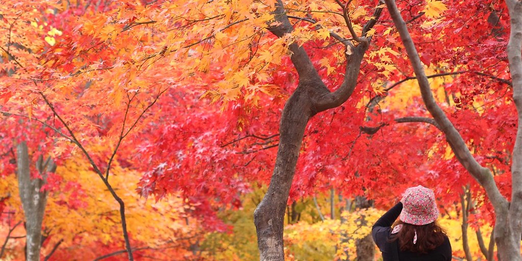 紅葉限定 江村railbike 南怡島 晨靜樹木園一天純玩團 秋天紅葉季就快到 去開首爾的朋友必到南怡島 踏rai Flickr