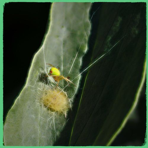 topazglow squareformat arachnid arachtober araniellacucurbitina sliderssunday hss spider fauna beautifulnature web eggs canoneos100d green invertebrate