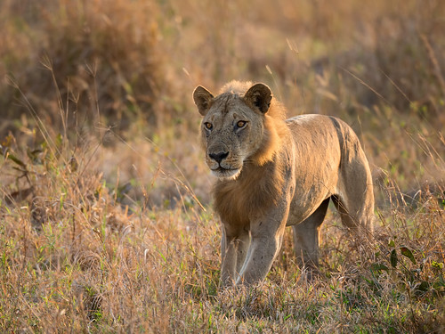 geo:lat=733782000 geo:lon=3712502600 geotagged tanzania africa afrika wildlife safari animal dier mikuminationalpark leeuw lion pantheraleo male
