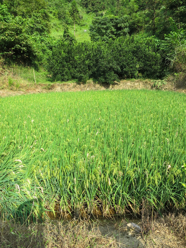 Rice fields and forest plantations integrated in the landscape provide food and timber resources while regulating water provision to an...