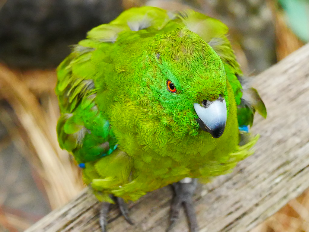Kakariki - New Zealand Parrot | mrswebbs | Flickr