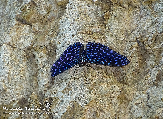 Borboleta - Hamadryas arete (Nymphalidae)